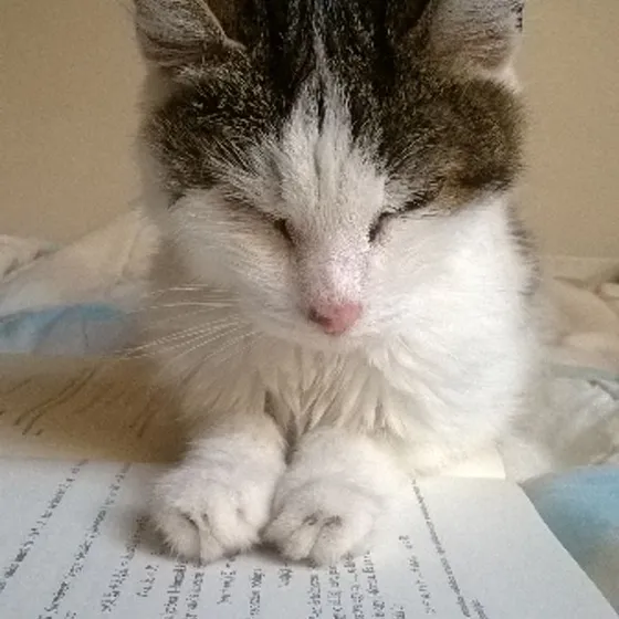A long-haired grey and white cat asleep on a stack of paperwork