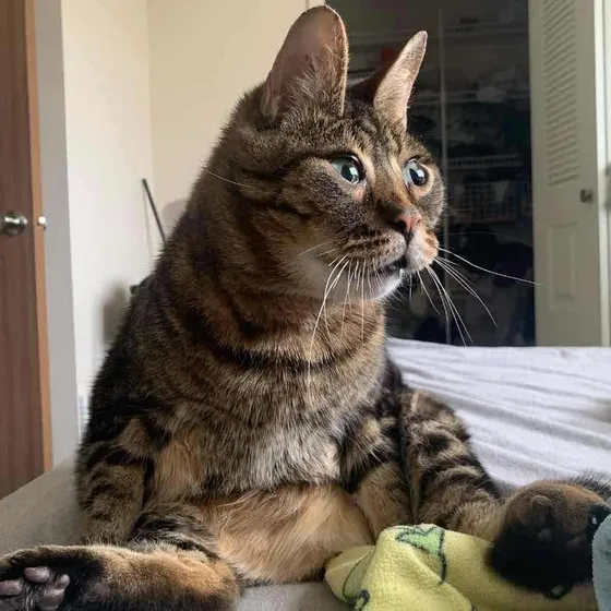 A tabby cat sitting upright on a made bed, watching the room