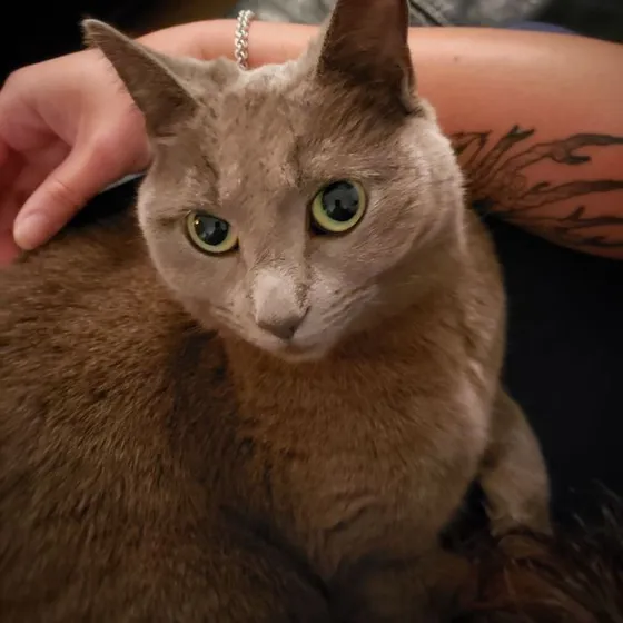 Olive, a grey cat being petted