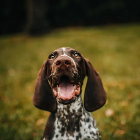 Guinness, a speckled pointer mix with his tongue out