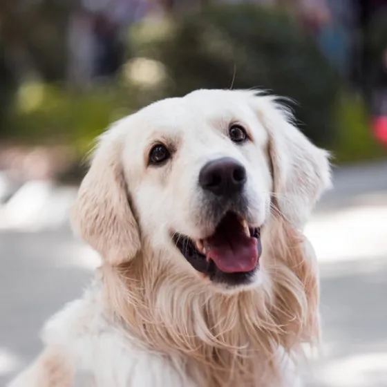 Sunday, a golden retriever, smiling at the camera