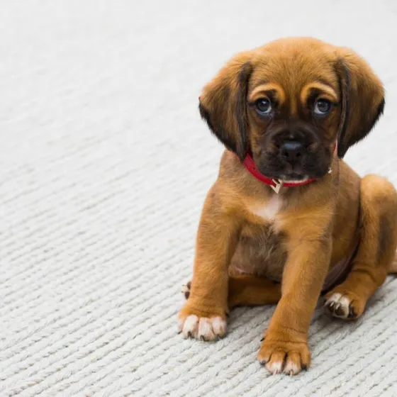Peanut, a brown boxer mix puppy sitting on a carpet