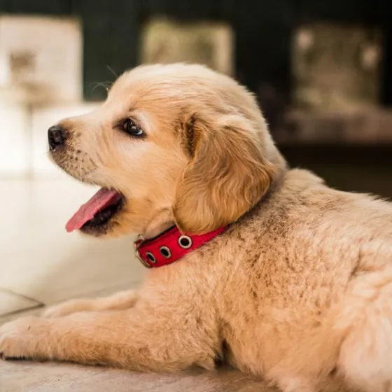 Marzipan, a cream retriever puppy in a red collar