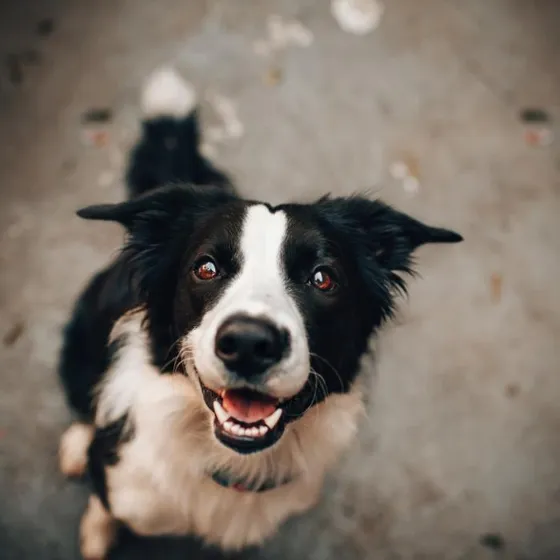 Domino, a black and white border collie mix looking up