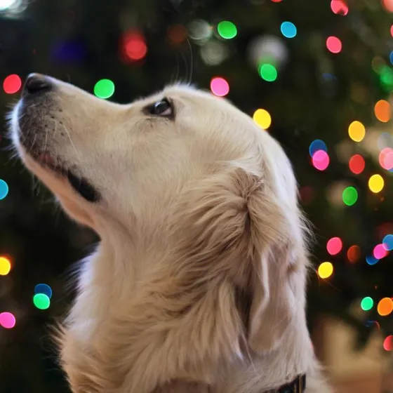 A senior golden retriever looking up at a string of coloured holiday lights indoors