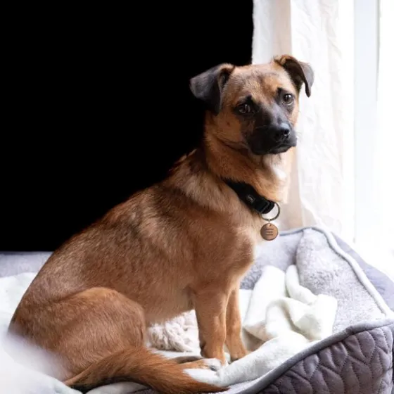 A tan mixed breed dog stretched out asleep on a bed beside a bright window