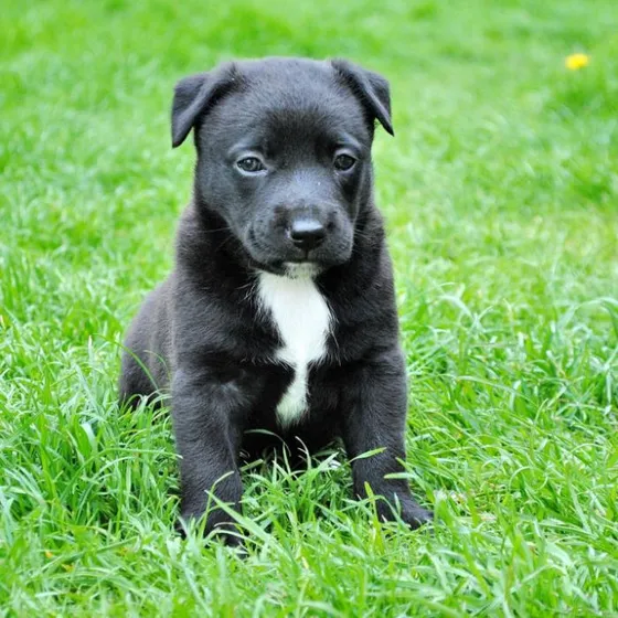 Junebug, a black Lab mix puppy sitting in the grass